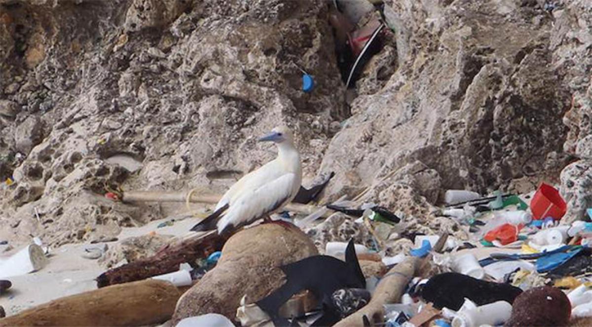 90 per cent seabirds have consumed plastic: Study